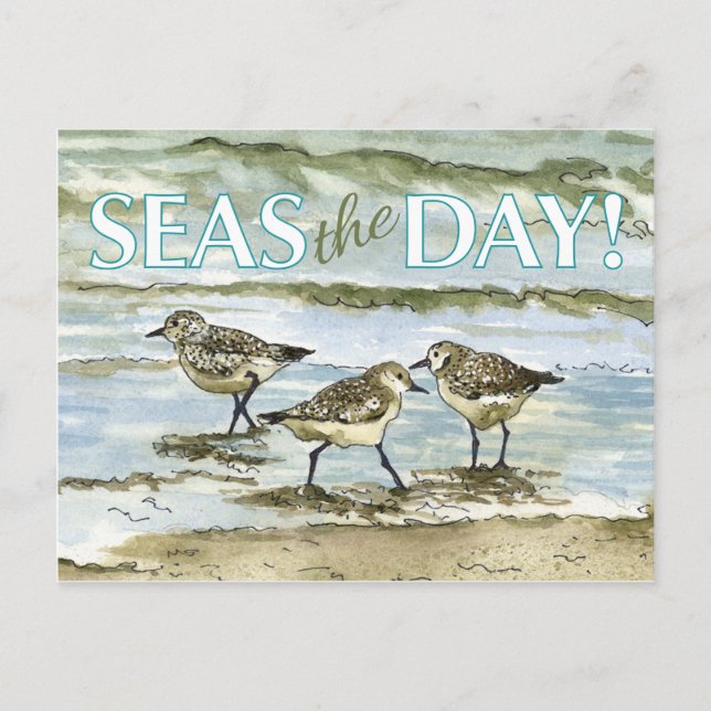 Sandpiper Postkarte (Vorderseite)