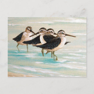 Sandpiper Postkarte