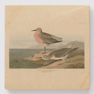 Sandpiper, Rotbrüste, Audubons Vögel von Amerika Steinuntersetzer