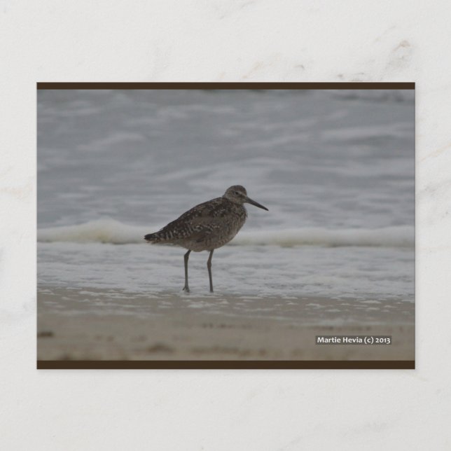 Sandpiper V | Carte postale Blue Beach Song™ (Devant)