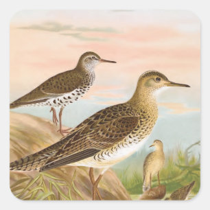 Sandpiper Vintag Bird Illustration Quadratischer Aufkleber