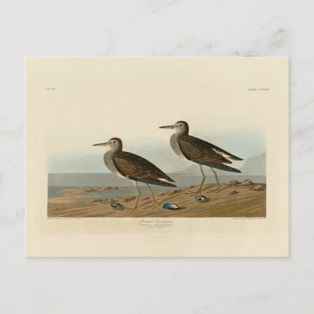 Sandpiper von Audubons Vögeln von Amerika Postkarte (Vorderseite)