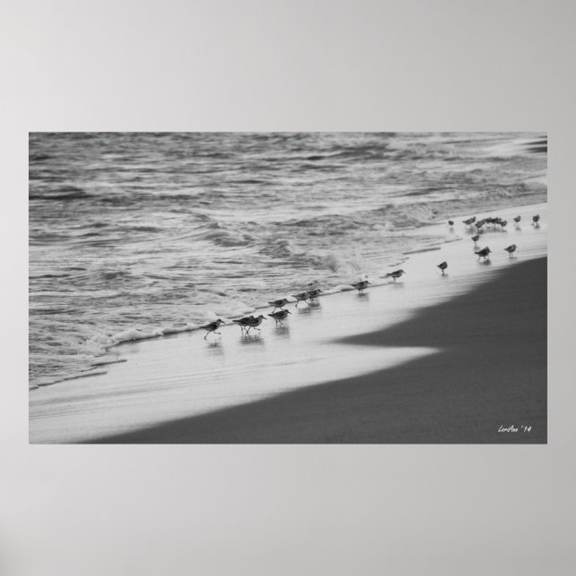 Sandpipers Poster (Vorne)