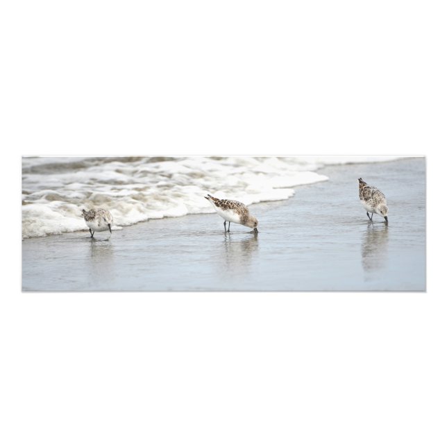 Sandpipers sur la plage Grande photo (Devant)
