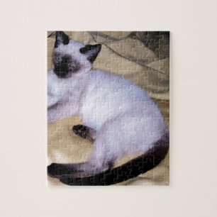 Sandsteintierkunst-Haustier der siamesischen Katze