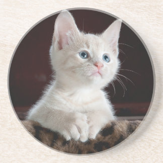 Sandstone Dessous de verre amateurs chats, pour fi