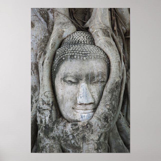 Sandstone head of Buddha surrounded by tree Poster (Vorne)