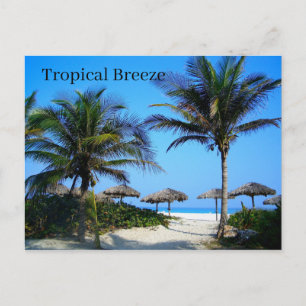 Sandstrand mit Palmen und Ozeansicht Post Postkarte