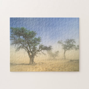 Sandsturm in der Kalahari-Wüste, Kgalagadi
