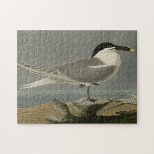Sandwich (Cabot's) Tern, Audubon Birds of America