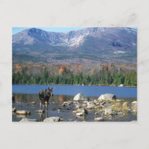 Sandy Stream Pond Postcard Postkarte