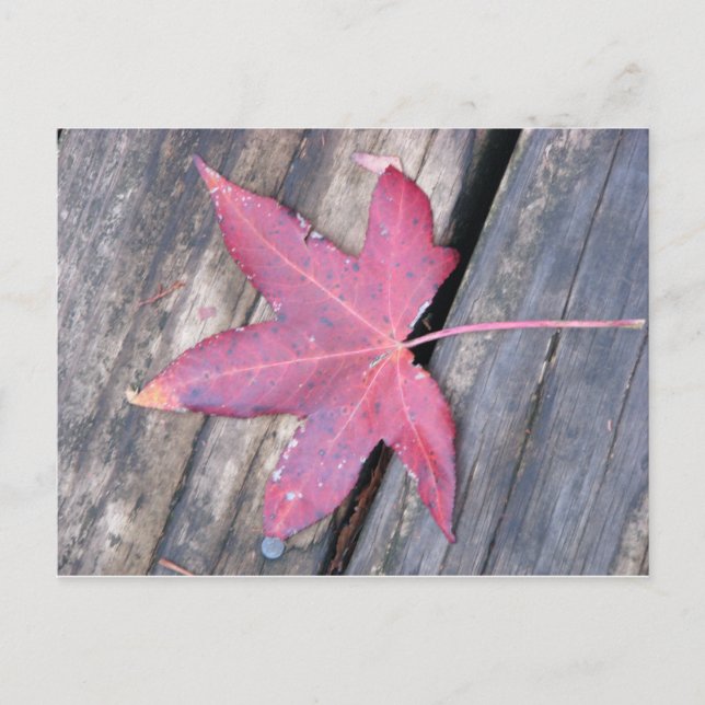 sanft postkarte (Vorderseite)