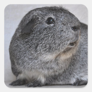 Sanft, Silver Agouti Guinea Pig Quadratischer Aufkleber