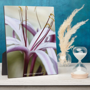 Sanfte rosa Lilienblüten Botanische Foto Kunst Fotoplatte
