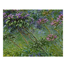 Sanfte und lebendige Darstellung der Agapanthus-Bl