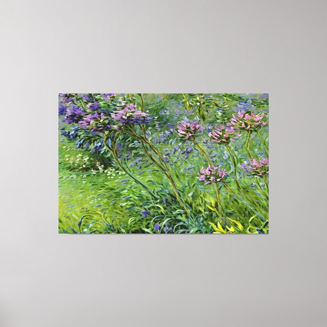 Sanfte und lebendige Darstellung der Agapanthus-Bl Leinwanddruck (Vorderseite)
