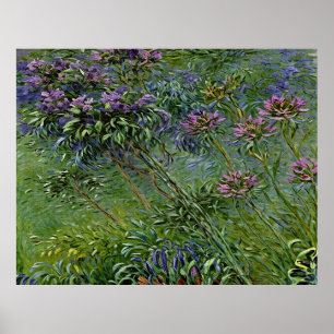 Sanfte und lebendige Darstellung der Agapanthus-Bl Poster