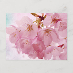 Sanfte Vintage-Rosa Kirschblüten Postkarte