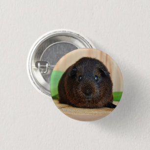 Sanftes, Kurzes Haar, Golden Agouti Guinea Schwein Button