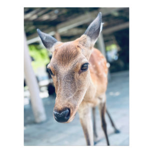 Sanftes Nara Reh Japan Wildlife Fotodruck
