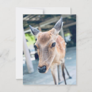 Sanftes Nara Reh Japan Wildlife Postkarte
