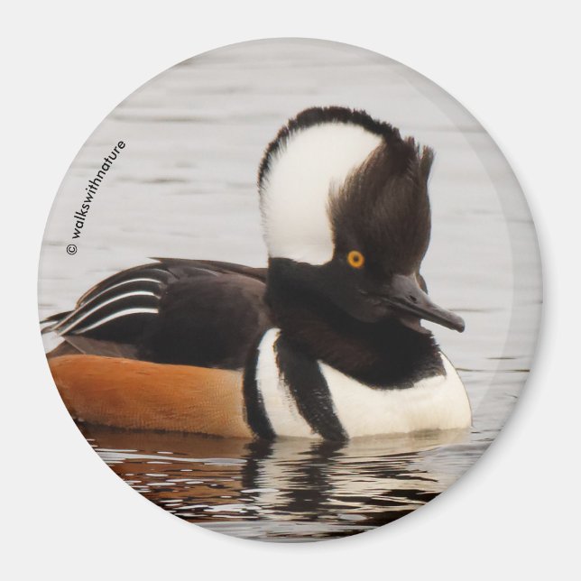 Sängerin im Making: Geheimte Merganser Magnet (Vorne)