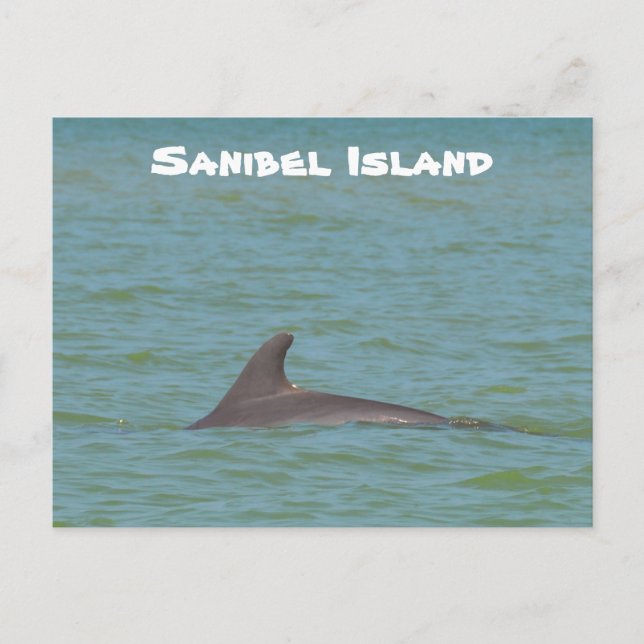 Sanibel Dolphin Postkarte (Vorderseite)