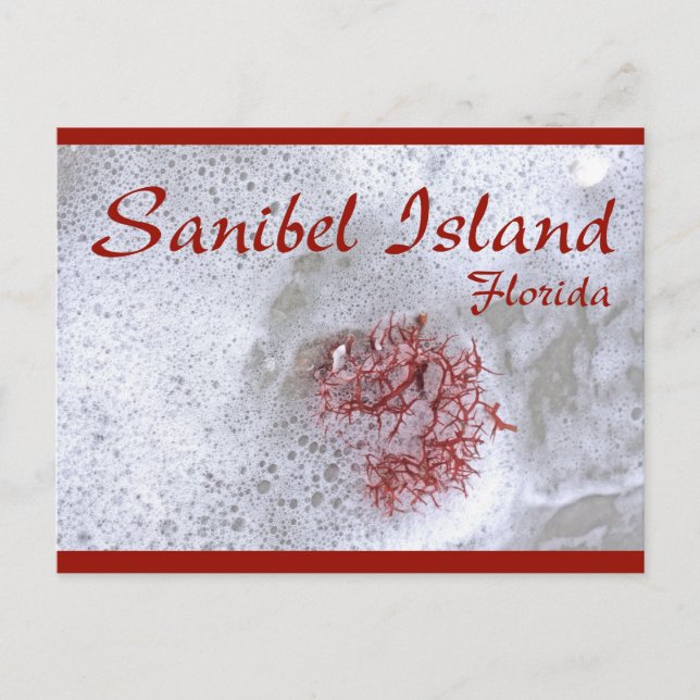 Sanibel Island Red Seaweed Postcard Postkarte (Vorderseite)