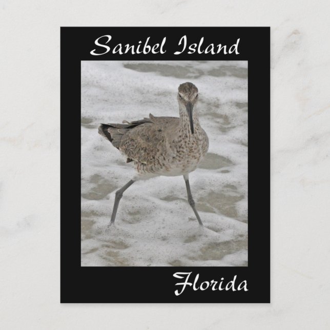 Sanibel Island Sandpiper Postcard Postkarte (Vorderseite)