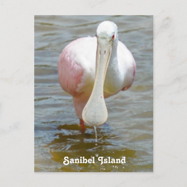 Sanibel Roseate Spoonbill Postcard Postkarte (Vorderseite)