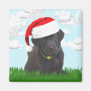 Sankt-Labrador-Magnet Magnet