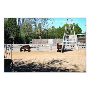Santa-Ana-Zoo Fotodruck