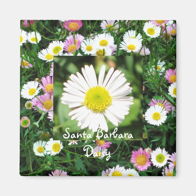 Santa Barbara Daisy Magnet (Vorne)