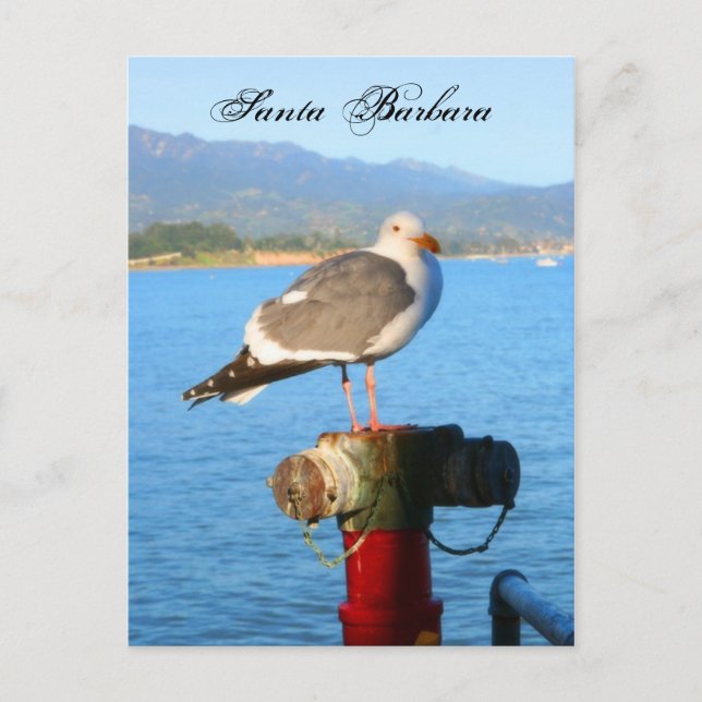 Santa Barbara Seagull Postkarte (Vorderseite)