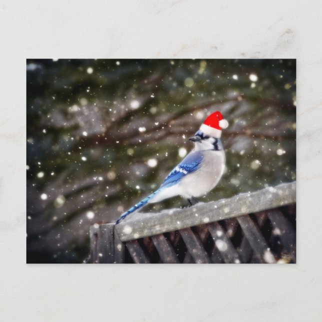 Santa Blue Jay Feiertagspostkarte (Vorderseite)