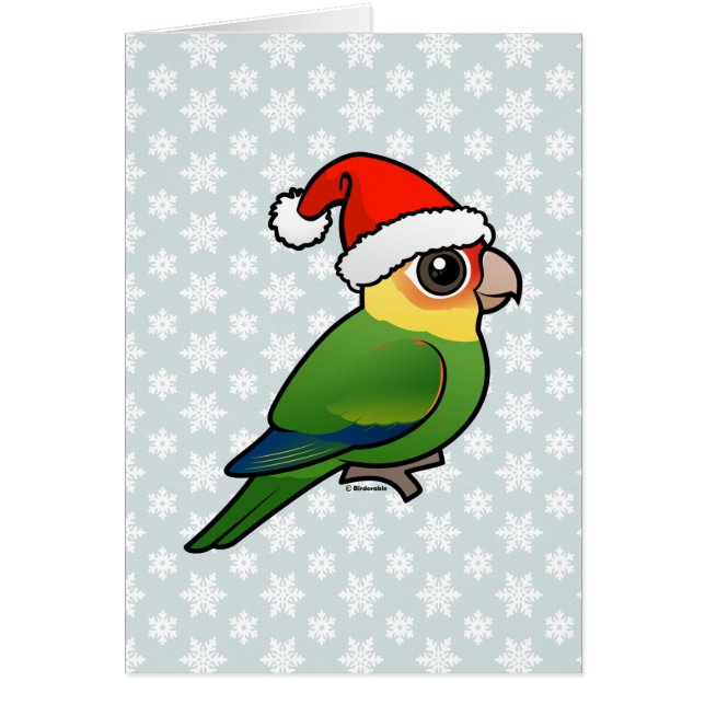 Santa Carolina Parakeet (Vorne)
