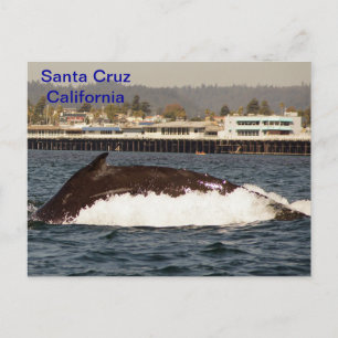 Santa Cruz, California Humpback Whale Postcard Postkarte