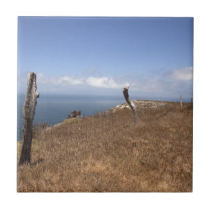 Santa Cruz Island Series 3 Fliese