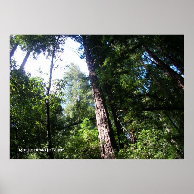 Santa Cruz Redwoods Poster (Vorne)