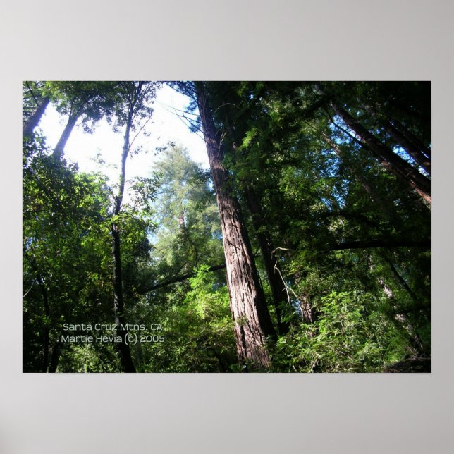 Santa Cruz Redwoods Print - Wählen Sie Ihren Rahme Poster (Vorne)