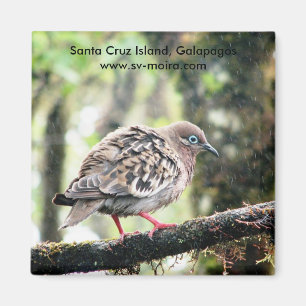 Santa- Cruzinsel, Galapagos, Vogel im Regen Magnet
