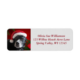 Santa Dog Labrador/Rott Mix mit Pointsettia