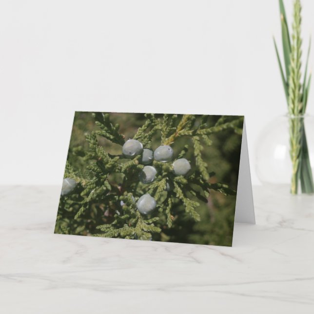 Santa- Feweihnachtsast der Wacholderbeeren Feiertagskarte (Vorderseite)