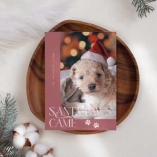 Santa Paws kam Hund Foto Rosa Weihnachten
