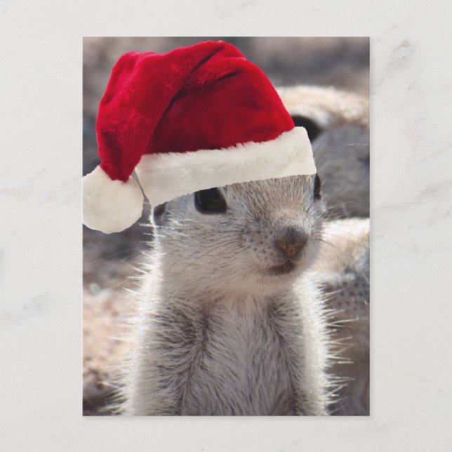 Santa Squirrel Postcard Feiertagspostkarte (Vorderseite)