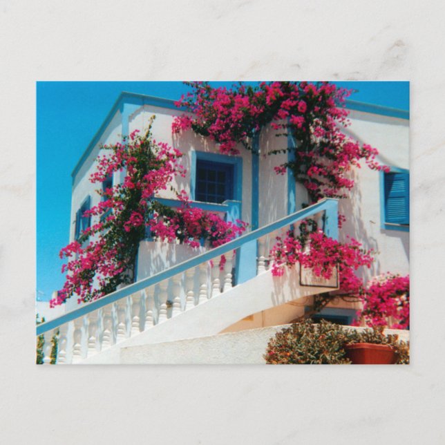 Santorini Blumenpracht Postkarte (Vorderseite)
