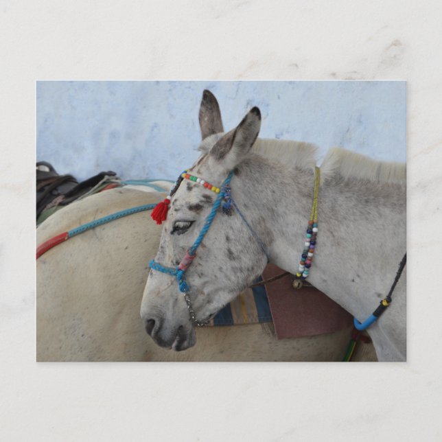 Santorini Donkey Postcard Postkarte (Vorderseite)