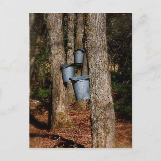 Sap Buckets Postkarte (Vorderseite)