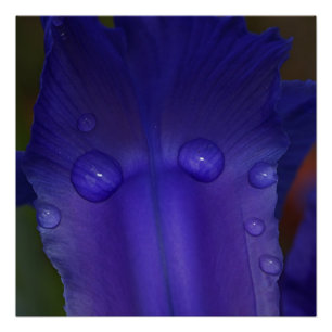 Saphir-Iris-Wandkunst Botanischer Makro-Dekor Poster