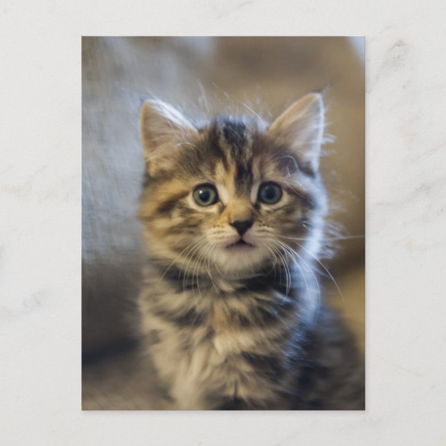 Sapphire Postkarte (Vorderseite)